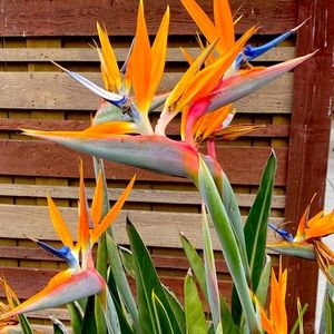 Meet your Posher, Barbara